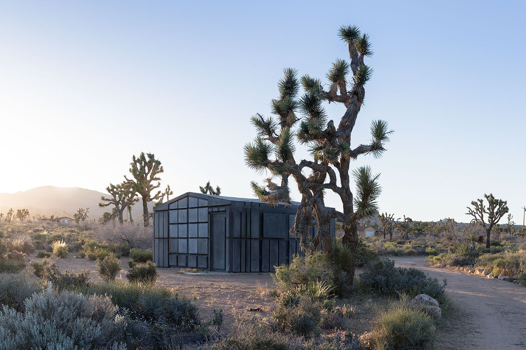Rachel Whiteread – Joshua Tree